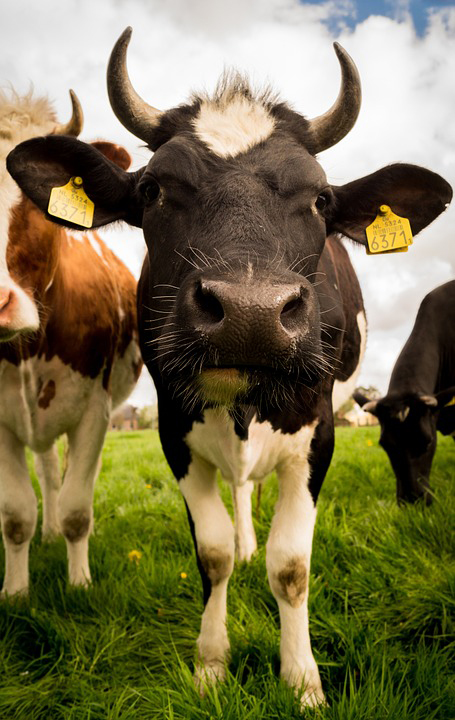 beef feed beef feed
