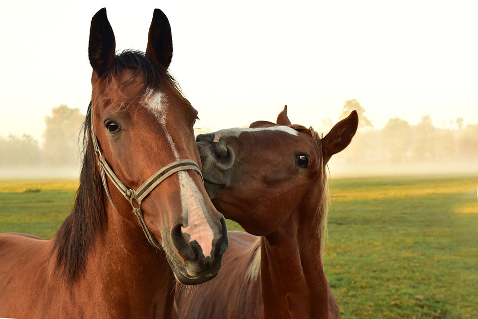 horse Feed horse Feed