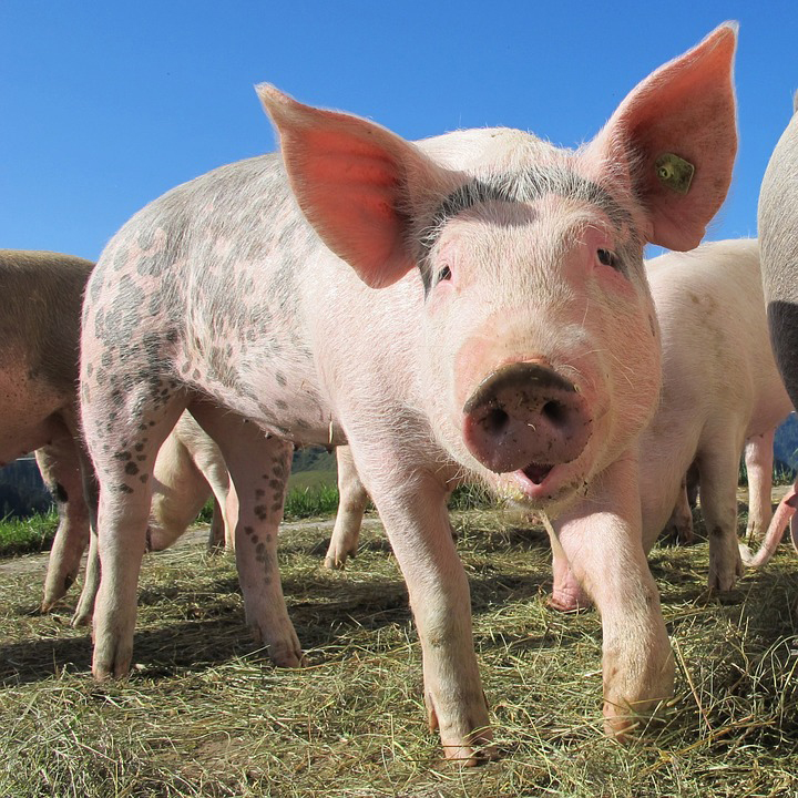 swine feed swine feed