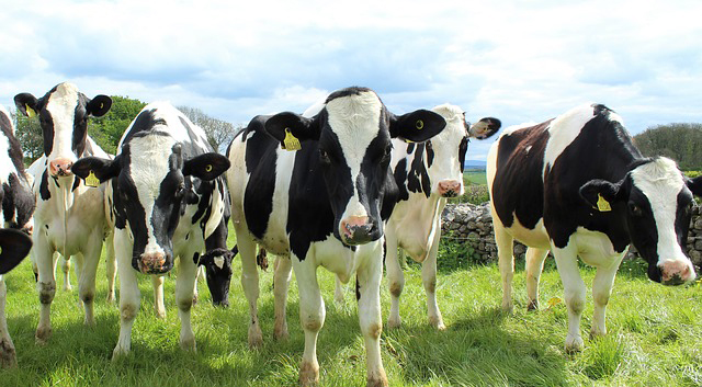 holstein-cattle-2318436_640-st