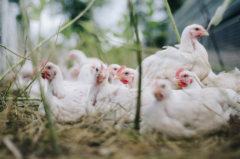 chicken Feed horse Feed