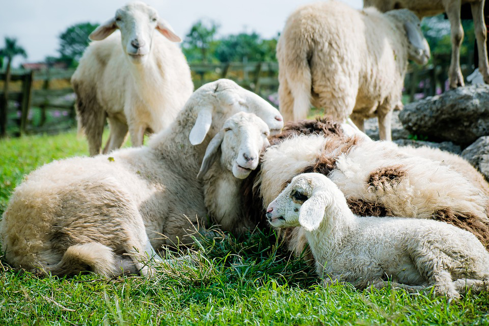 fsheep