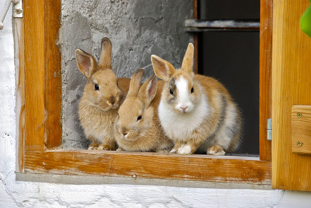 rabbit Feed rabbit Feed