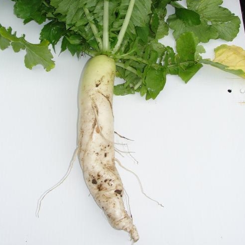 Peas Fall Buffet Food Plot Seed Clover Radish Oats Chicory Rye Turnips